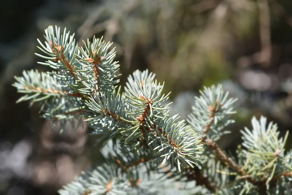 Colorado Blue Spruce Latinskt Namn Picea Pungens Var Glauca — Stockfoto