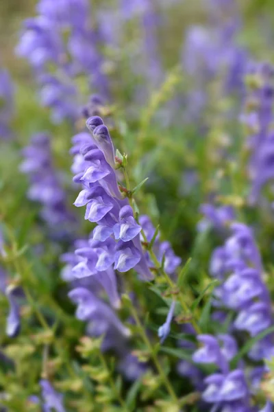 Bunchleaf Penstemon 라틴어 Penstemon Heterophyllus — 스톡 사진