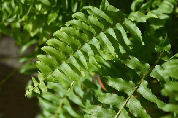 Sword fern Green Lady - Latin name - Nephrolepis exaltata Green Lady