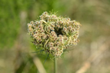 Yabani havuç meyve küme - Latince adı - Daucus carota