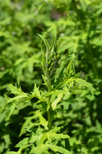 Southern Globethistle Flower Bud Latin Name Echinops Ritro — Stock Photo, Image