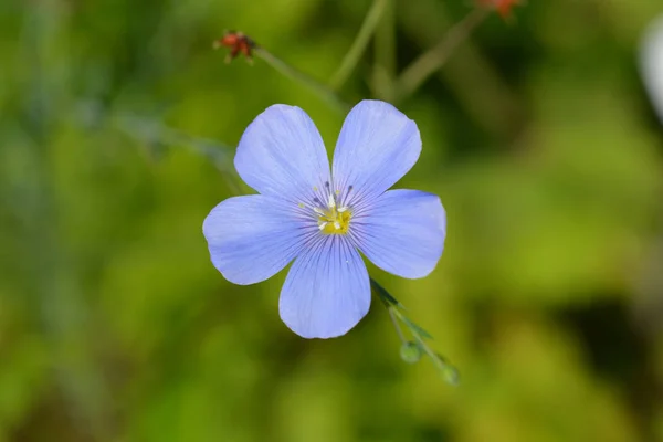 淡い青色の多年生亜麻の花のクローズアップ ラテン名 Linum Perenne — ストック写真