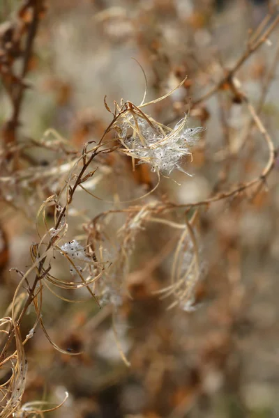 Grandes Semillas Willowherb Peludas Nombre Latino Epilobium Hirsutum —  Fotos de Stock