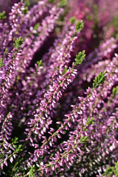 Brezo Común Nombre Latino Calluna Vulgaris — Foto de Stock