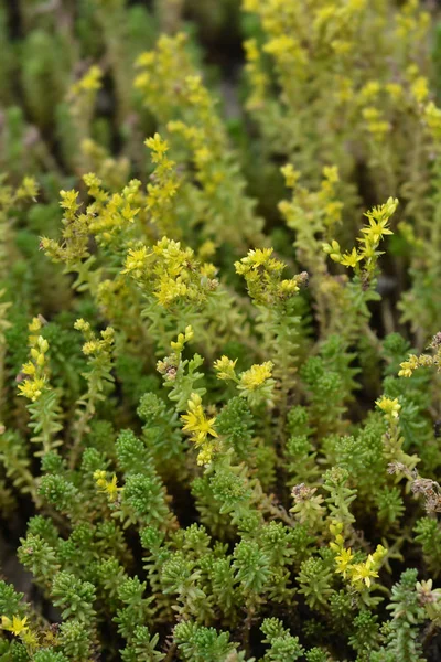 Uprawa Kamienia Złotego Nazwa Łacińska Sedum Acre — Zdjęcie stockowe