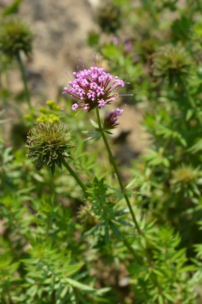 Erva Cruzada Branca Flor Rosa Nome Latino Phuopsis Stylosa — Fotografia de Stock