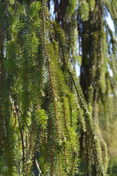 Smrk Viminalis Norsko Latinský Název Picea Abies Viminalis — Stock fotografie