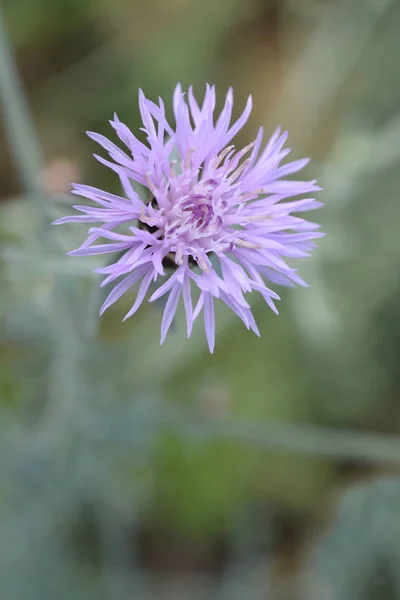 Chorwacki Endemiczny Kwiat Kukurydzy Nazwa Łacińska Centaurea Friderici Subsp Jabukensis — Zdjęcie stockowe
