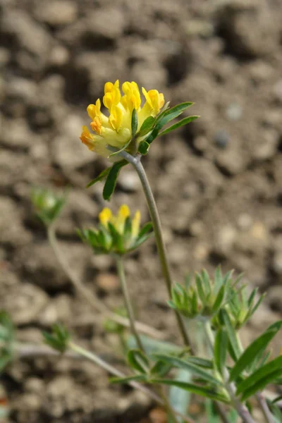 Nerki Karpacki Wyka Łacińska Nazwa Anthyllis Vulneraria Subsp Carpatica — Zdjęcie stockowe