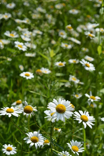 Поле Белыми Цветами Латинское Название Leucanthemum Vulgare — стоковое фото