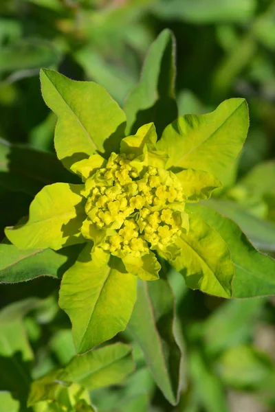 Épinoche Coussin Fleurs Jaunes Nom Latin Euphorbia Epithymoides Euphorbia Polychroma — Photo