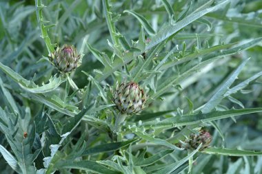 Latince adı Cynara Cardunculus olan enginar dikeni.