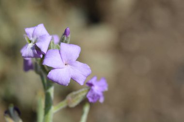 Ağarmış - Latince adı - Matthiola incana stok