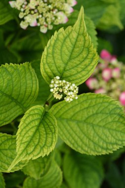 Fransız ortanca çiçekleri - Latince adı - Hydrangea makrophylla