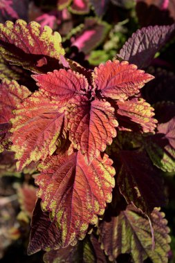 Boyanmış ısırgan otu yaprakları - Latince adı - Plectranthus scutellarioides (Solenostemon scutellarioides)