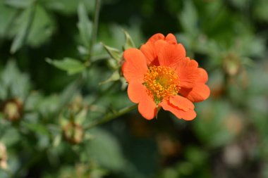 Orange avens cultivar - Latince adı Geum * heldreichii