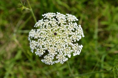 Yabani havuç çiçek - Latince adı - Daucus carota