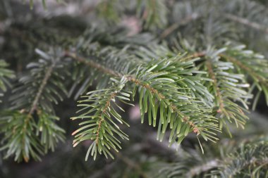 Nordmann köknar - Latince adı - Abies nordmanniana