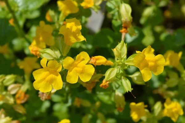 Yellow Monkey Flower Latin Name Mimulus Luteus — Stock Photo, Image