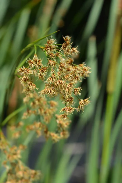 Болотная Пила Латинское Название Cladium Mariscus — стоковое фото