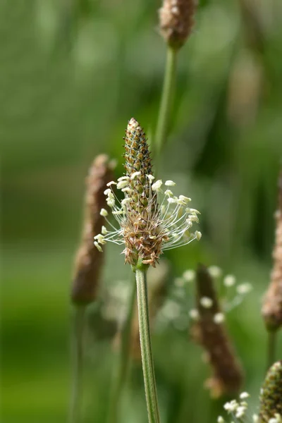 Ribwort Plantain Nome Latino Plantago Lanceolata — Foto Stock