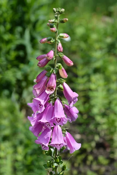 Foxhandske Excelsior Hybrider Latinskt Namn Digitalis Purpurea Excelsior Hybrider — Stockfoto