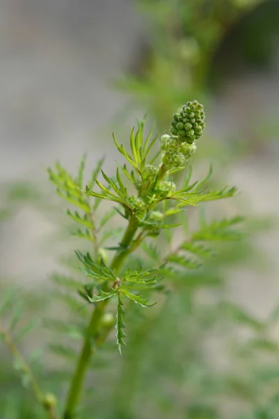 Corky Fruited Water Dropwort Flower Bud Latin Name Oenanthe Pimpinelloides — Stock Photo, Image