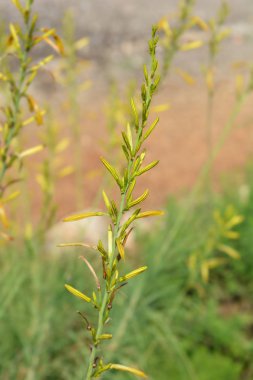 Jacobs Rod - Latince adı - Asphodeline liburnica