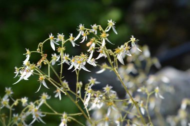 Sürünen saxifrage - Latince adı - Saxifraga stolonifera (Saxifraga sarmentosa)
