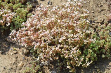 İspanyol taş ustası - Latince adı - Sedum hispanicum