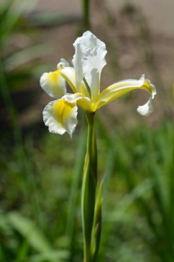 Türk Iris - Latince adı - Iris orientalis