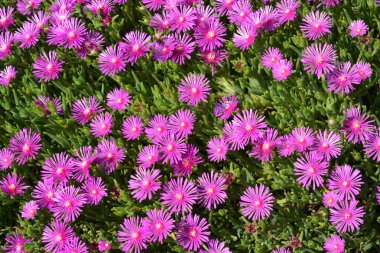 Sondaki Iceplant pembe çiçek - Latince adı - Delosperma cooperi