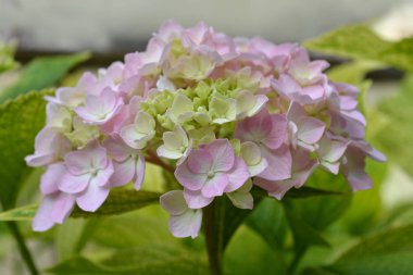Fransız ortancası - Latince adı - Hydrangea makrophylla