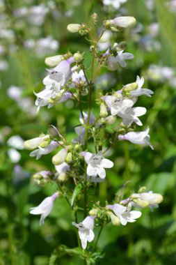 Tilki sakallı Husker Kırmızı - Latince adı Penstemon Digital Husker Kırmızı