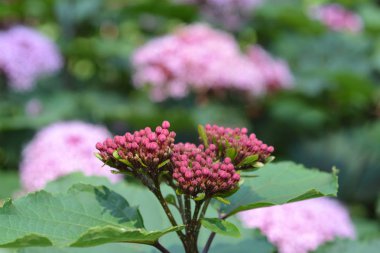 Rose glorybower - Latince adı - Clerodendrum bungei