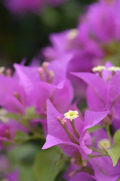 Great Bougainvillea Flowers Latin Name Bougainvillea Spectabilis — Stock Photo, Image