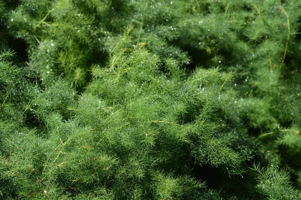 Smalbladig Sparris Latinskt Namn Sparris Tenuifolius — Stockfoto