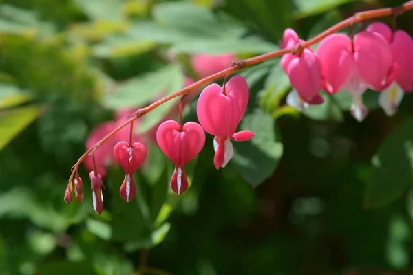 Αιμορραγία Καρδιά Ροζ Λουλούδια Λατινικό Όνομα Lamprocapnos Spectabilis Παλαιά Ονομασία — Φωτογραφία Αρχείου
