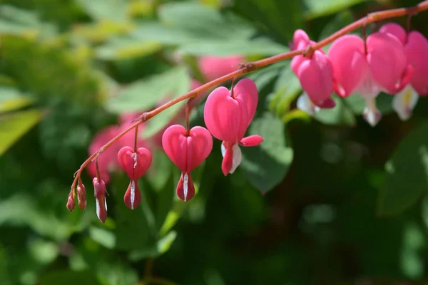 Bleeding Heart Rosa Blommor Latinskt Namn Lamprocapnos Spectabilis Gamla Namnet — Stockfoto