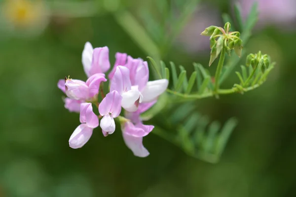 Purple crown vetch - Latin name - Securigera varia (Coronilla varia)