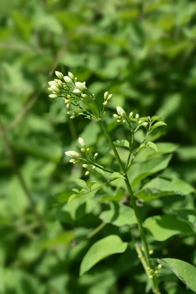 Clematis Biały Pąków Kwiatowych Łacińska Nazwa Clematis Recta Wyprostowany — Zdjęcie stockowe