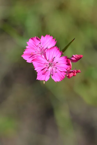 Arthusian Pink Latin Name Dianthus Carthusianorum — Stock Photo, Image