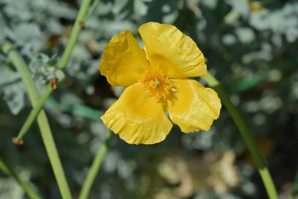 黄色い角のついたケシの花 ラテン語名 Glaucium Flavum — ストック写真