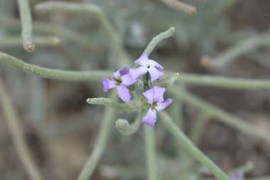 Ağarmış - Latince adı - Matthiola incana stok