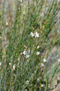 İçi boş saplı asphodel çiçek - Latince adı - çiriş otu fistulosus