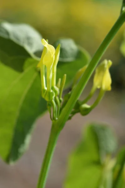 Erva Nascença Comum Nome Latino Clematite Aristolochia — Fotografia de Stock