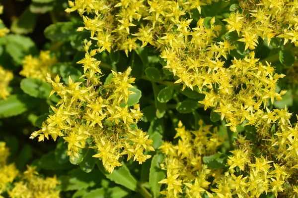 Yellow Stonecrop Latinský Název Sedum Takesimense Phedimus Takesimensis — Stock fotografie