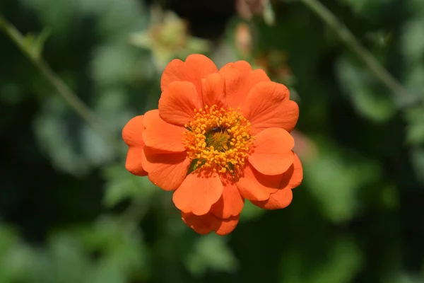 Naranja Avens Cultivar Nombre Latino Geum Heldreichii — Foto de Stock