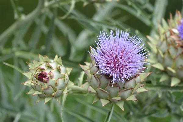 Cardo Alcachofa Nombre Latino Cynara Cardunculus —  Fotos de Stock