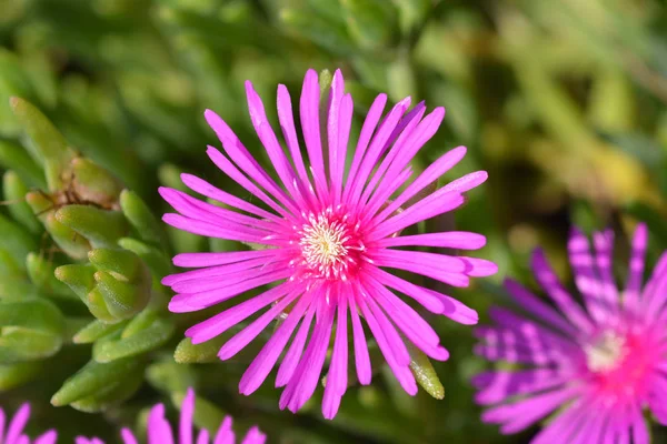 Trailing Iceplant Pink Flower Latin Name Delosperma Cooperi — Stock Photo, Image